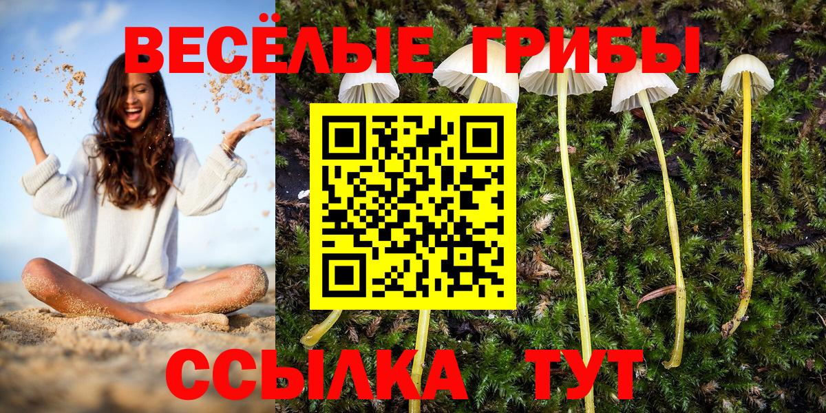 Моздок  Псилоцибиновые грибы Psilocybe  Вход с VPN  Галлюциногенные грибы мицелий 